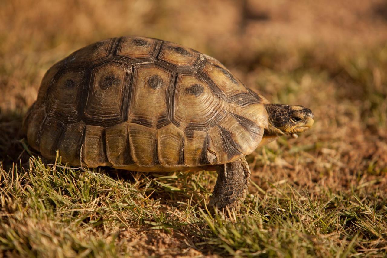 Tortoise Trail Lodge Лангебан Екстериор снимка
