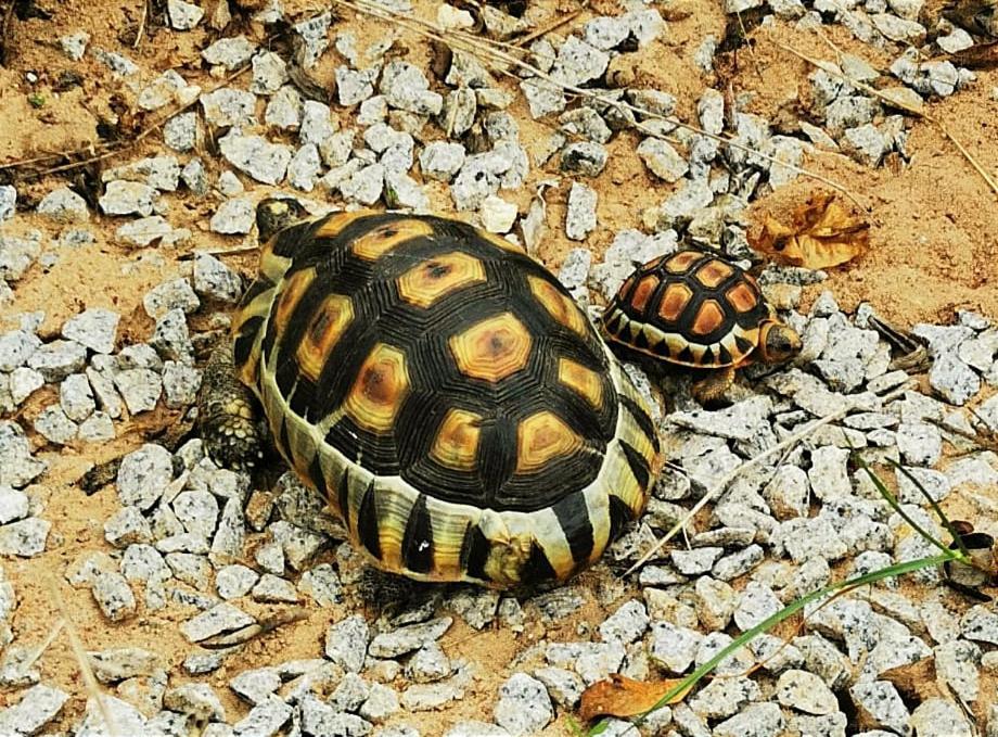 Tortoise Trail Lodge Лангебан Екстериор снимка